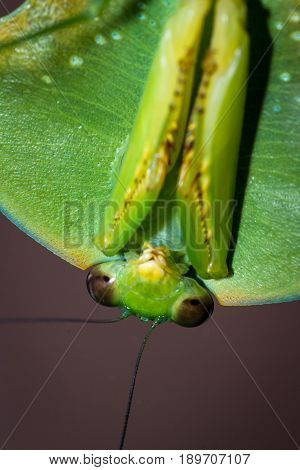 Choeradodis Rhombicollis Or Hooded Mantis
