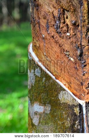 Close up and selective focus of rubber tree with latex flows (Hevea Brasilliensis) at Malaysia plantation.
