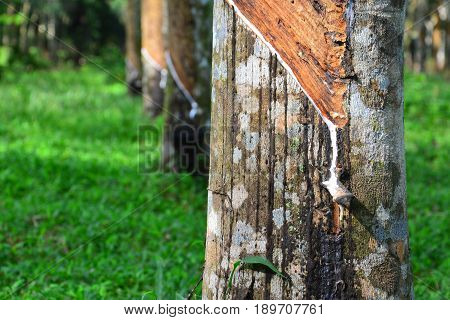 Close up and selective focus of rubber tree with latex flows (Hevea Brasilliensis) at Malaysia plantation.