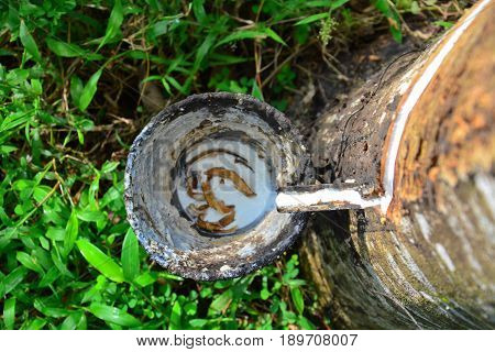 Close up and selective focus of rubber tree with latex flows (Hevea Brasilliensis) at Malaysia plantation.