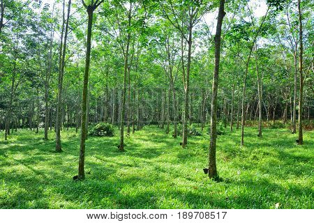 Rubber or Hevea Brasiilliensis tree at Malaysia plantation.