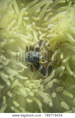 Anemone crab (Neopetrolisthes maculatus (Petrolisthes maculatus)live and hide from predators in sea anemones (Heteractis malu).