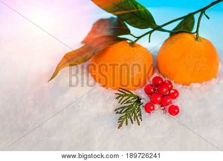 Christmas fruit in snow - orange red berries viburnumi and green leaf in snow before Christmas in sunny winter afternoon against the blue sky