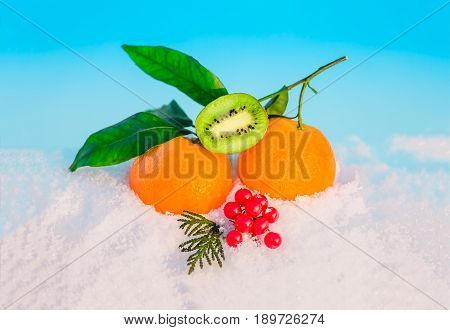 Christmas fruit in snow - orange red berries viburnum kiwi green leaf in snow before Christmas in sunny winter afternoon against the blue sky