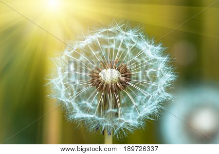 Photo of a dandelion Leontodon closeup on a sunny summer day