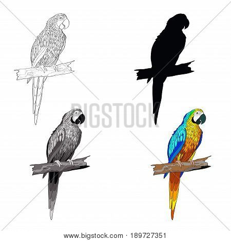 Vector illustration. Sitting on a branch parrot with turquoise wings. Black and white line, silhouette, black and white, gray and color image.