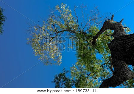 A low angle view from the bottom of giant tree showing branches and leaves against the blue sky.