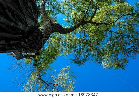 A view of giant tree from low angle showing branches and leaves against the blue sky.