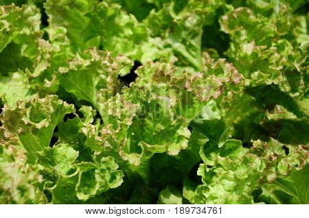A close up view of green lettuce leaves.  Vegetables suitable for salads.