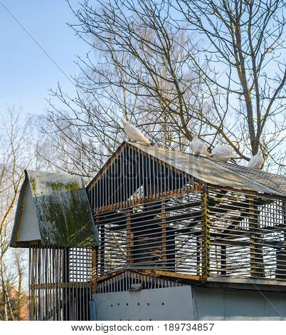 White pigeons on the roof of their dovecote. An old latticed dovecote from steel rods in the spring park at sunset.