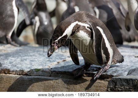 Penguin is trying to dive into the water.Group of Humboldt Penguins in the background.