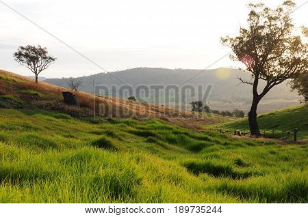 Early morning with beautiful warm light across a valley in Tallangatta, Australia.  Beautiful green and orange color grass with trees.