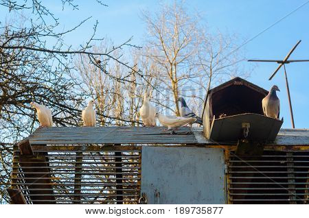 White pigeons on the roof of their dovecote. An old latticed dovecote from steel rods in the spring park at sunset.