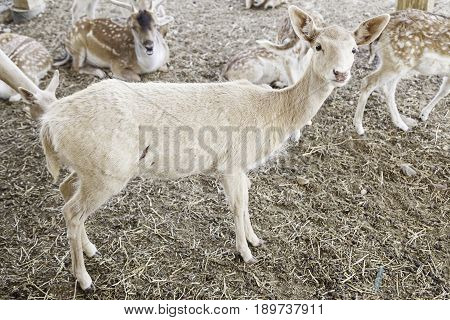 Young Deer Herd In A Zoo