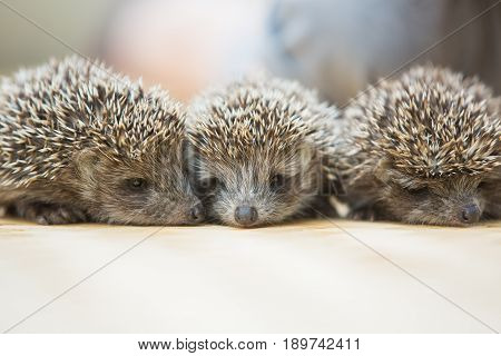 Three little Hedgehog portrait laying on the floor