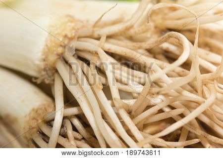 roots from the onions. macro . A photo