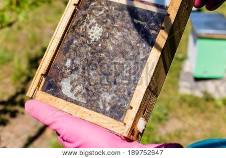 Tribal thoroughbred queen bee with a label in the nucleus behind the glass. Breeding of queen bees. Beeholes with honeycombs. Preparation for artificial insemination of queen bees. Natural economy.