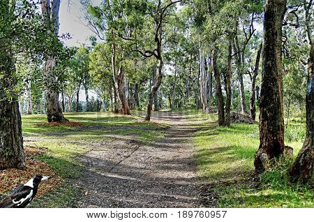 Bush Track - Landscape. Hill top nature walk amongst Australian Gum trees with delicate sunlight falling on the green grass bordering the leaf strewn dirt country path that winds its way through the beauty of nature.