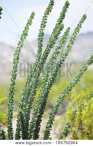 West Texas High Desert Cactus- Big Bend Ranch State Park