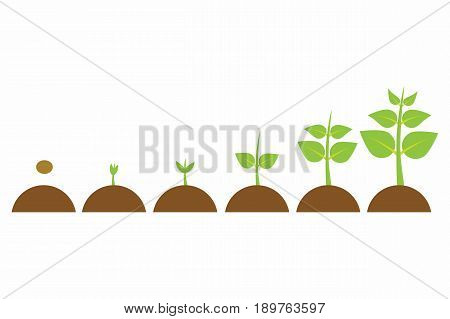 plants growing in the pot from small to big set of illustrations with phases plant growth plant growing in soil