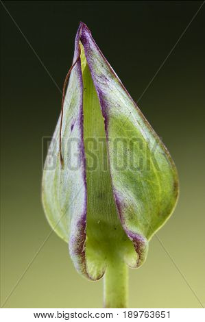 Close Up Of A Leaf In Garden Background Nature