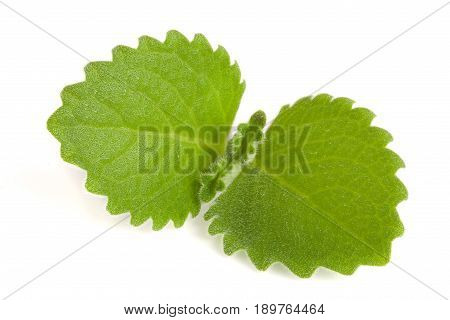 Fresh mint leaf isolated on white background.