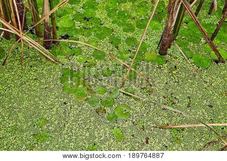 Swamp surface with green water plants
