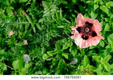 Oriental Poppy Papaver Orientale 'Cedric Morris' blooming in the garden.