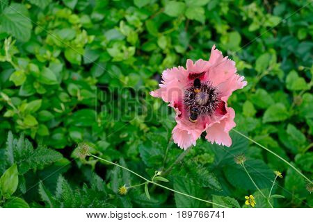 Oriental Poppy Papaver Orientale 'Cedric Morris' blooming in the garden with two bees seen gathering nectar