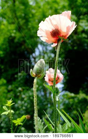 Oriental Poppy Papaver Orientale 'Cedric Morris' blooming in the garden.