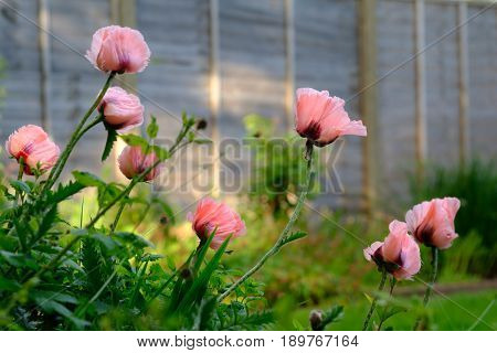 Oriental Poppy Papaver Orientale 'Cedric Morris' blooming in the garden.
