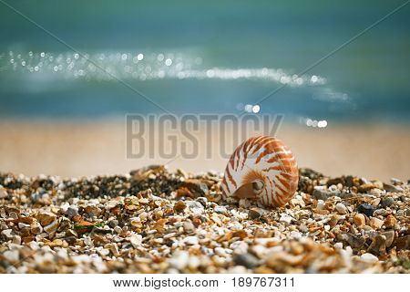 Great British summer pebble beach with nautilus pompilius sea shell