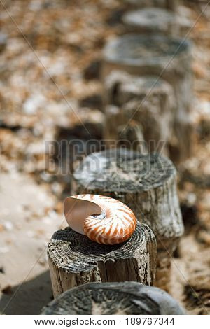 Great British summer pebble beach with nautilus pompilius sea shell
