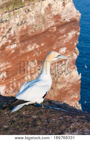 Northern gannet (Morus bassanus) at cliffs of Helgoland Island Germany