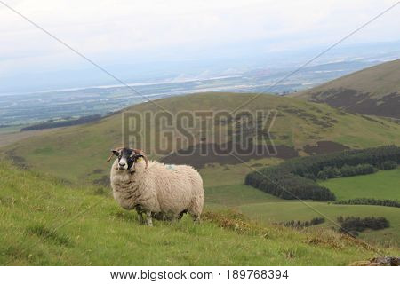 Male Sheep Standing Upon Pentland Hills Edinburgh