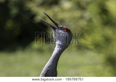 Sandhill crane (Antigone canadensis) display close up. Long-necked bird calling with beak open looking skyward. Blurred background with copy space.