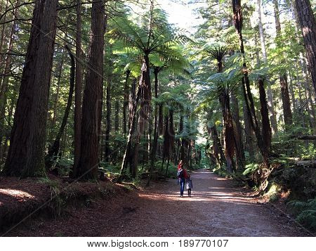 Woman and her daughter hike in Giant Redwoods forests in Rotorua North Island New Zealand. California redwoods can grow over 350 ft tall and live to 2000 years old.