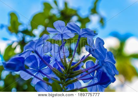 close up of blue flowers with green leaves and sky in the background