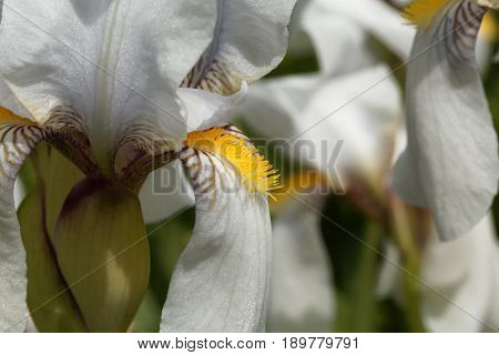 Flower of a Croatian iris (Iris x croatica)