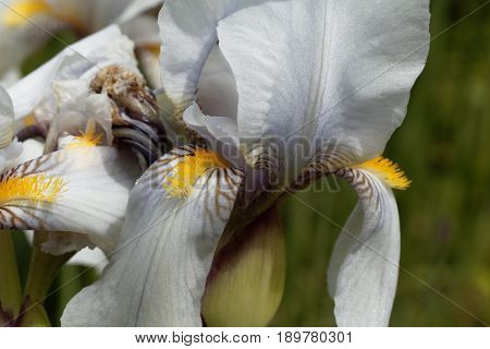 Flower of a Croatian iris (Iris x croatica)