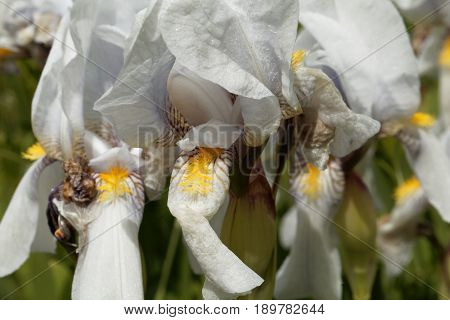 Flower of a Croatian iris (Iris x croatica)