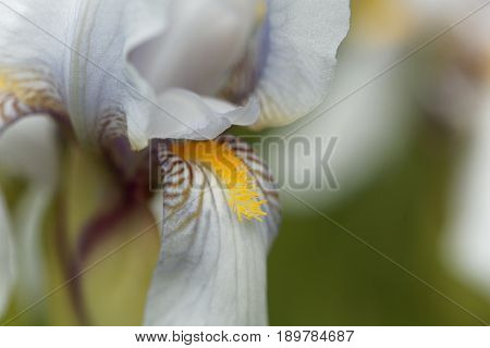 Flower of a Croatian iris (Iris x croatica)