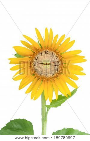 Clock In Sunflower On White Background With Clipping Path.