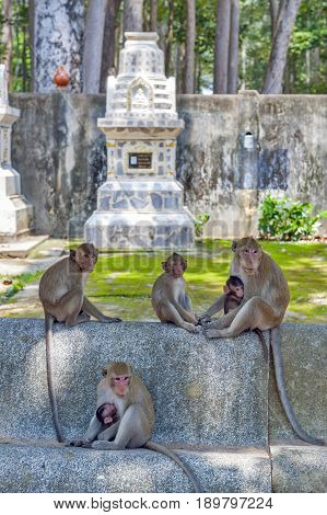 Group Of Monkeys At Ku Phra Kona Temple In Roi Et Province, Northeastern Thailand