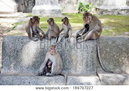 Group Of Monkeys At Ku Phra Kona Temple In Roi Et Province, Northeastern Thailand