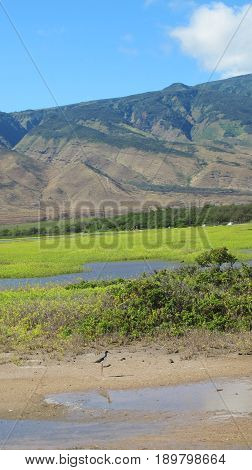 Hawaiian Stit bird in Kealia Pond National Wildlife refuge