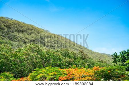 Green Tree And Mountain With Blue Sky,landscape View Of Nature