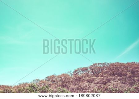 Vintage Filter Of Green Tree And Mountain With Blue Sky,landscape View Of Nature