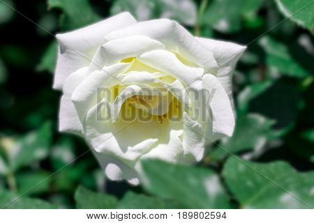 Beautiful  White Rose  Blooming In The Garden At Sunny Summer Or Spring Day