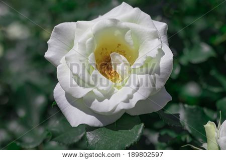 Beautiful  White Rose  Blooming In The Garden At Sunny Summer Or Spring Day